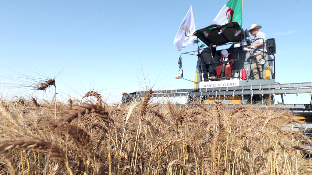 Campagne moisson-battage 2025/2026 : La récolte céréalière s’annonce à un niveau record