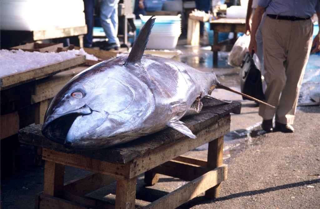 Campagne de pêche au thon rouge : l’Algérie part à la mer avec un quota record et une flotte renouvelée