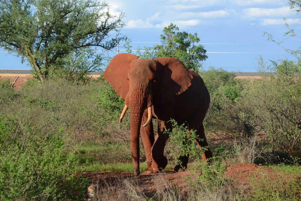 Un minibus percute un éléphant et fait trois morts dans un parc national