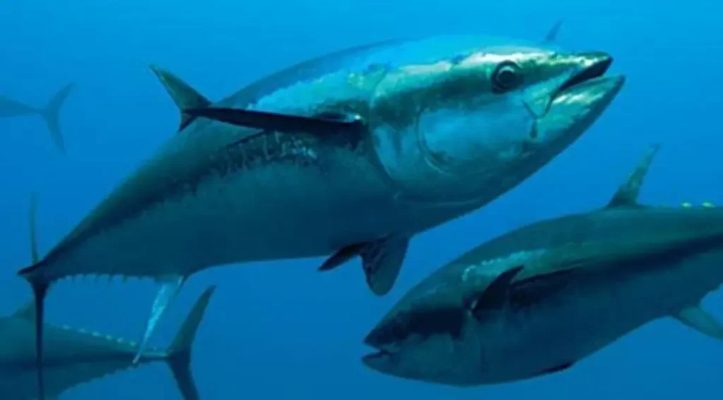 Campagne de pêche au thon rouge 2026 : Mobilisation de 41 navires dès mardi