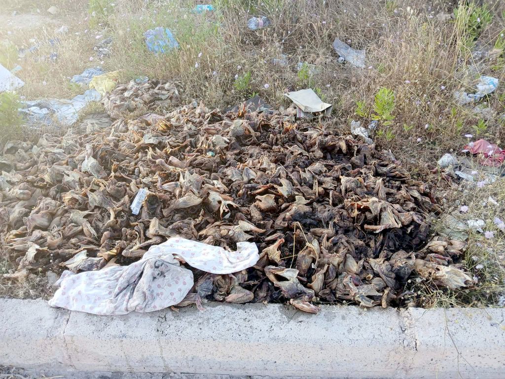 Spoiled Poultry Dumped in Ali Mendjeli Sparks Investigation