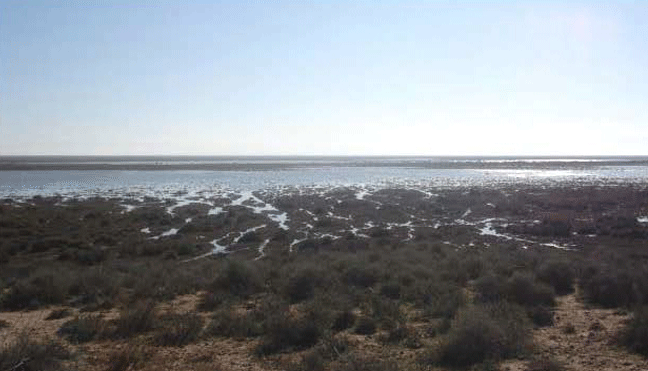 Mascara: Awareness Campaign for El Macta Wetland
