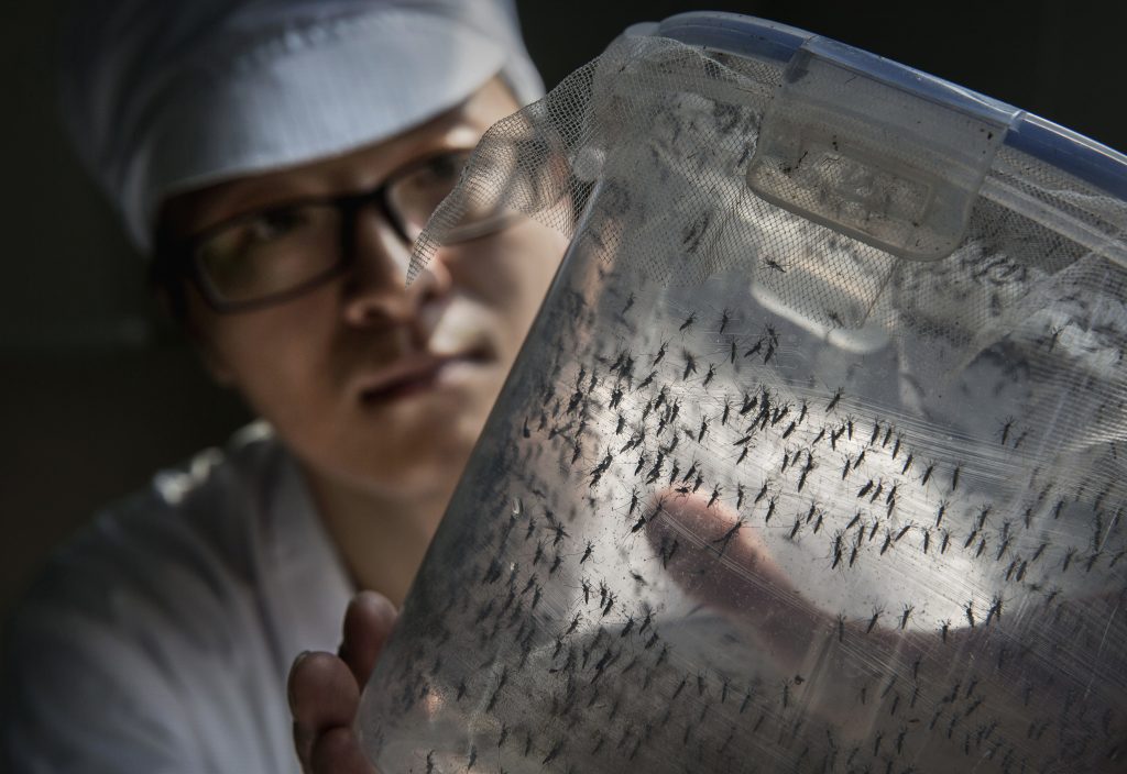 Google's mosquito project sparks debate in America with plan for 64 million releases